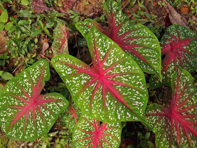 Caladium bicolor (Ait.) Vent.