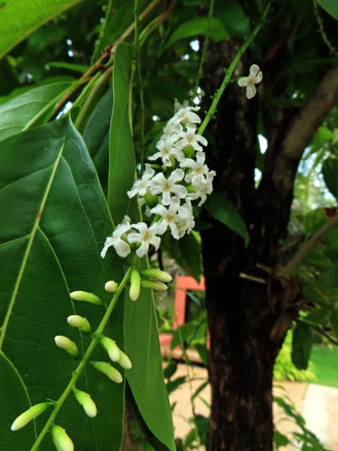 Citharexylum spinosum L.