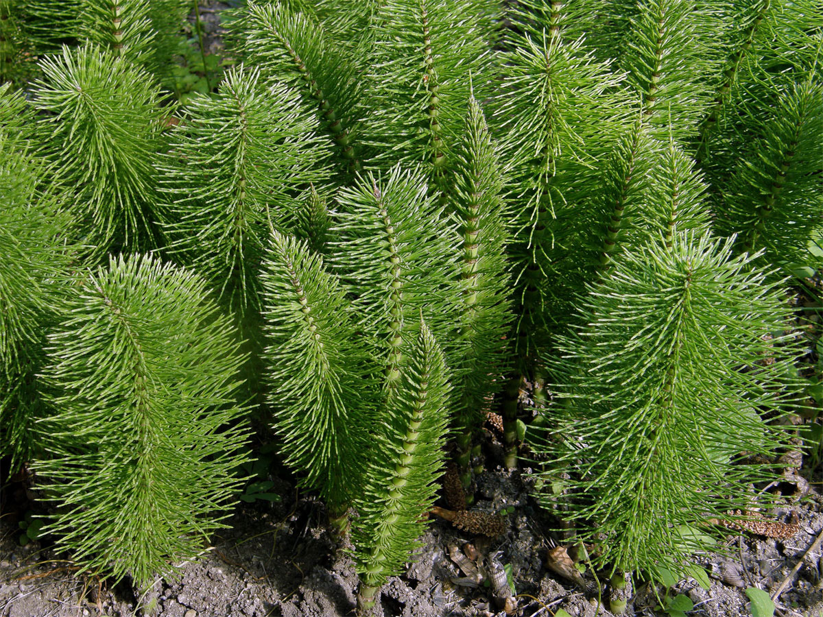 Přeslička největší (Equisetum telmateria Ehrh.)