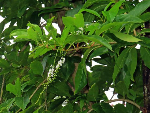 Citharexylum spinosum L.