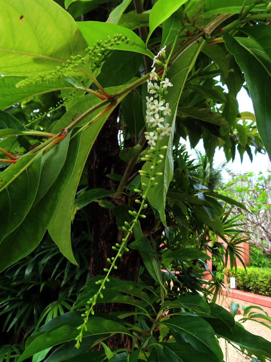 Citharexylum spinosum L.