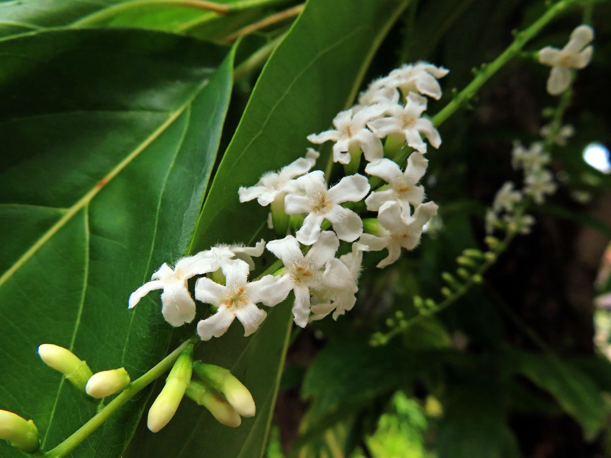 Citharexylum spinosum L.