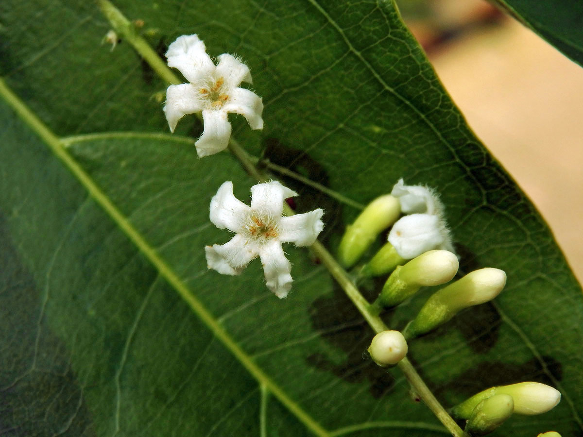 Citharexylum spinosum L.