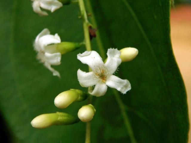 Citharexylum spinosum L.