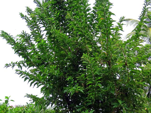 Citharexylum spinosum L.