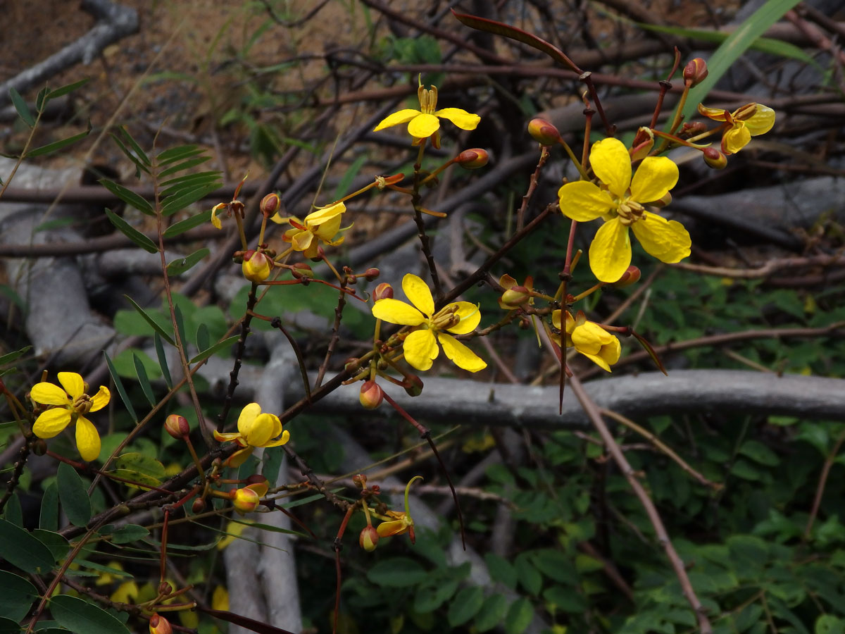 Senna simaea (Lam.) H. S. Irwin & Barneby