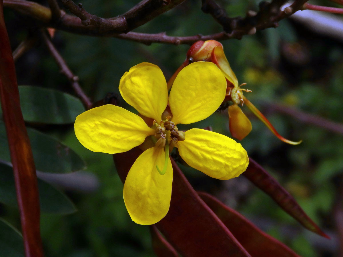 Senna simaea (Lam.) H. S. Irwin & Barneby