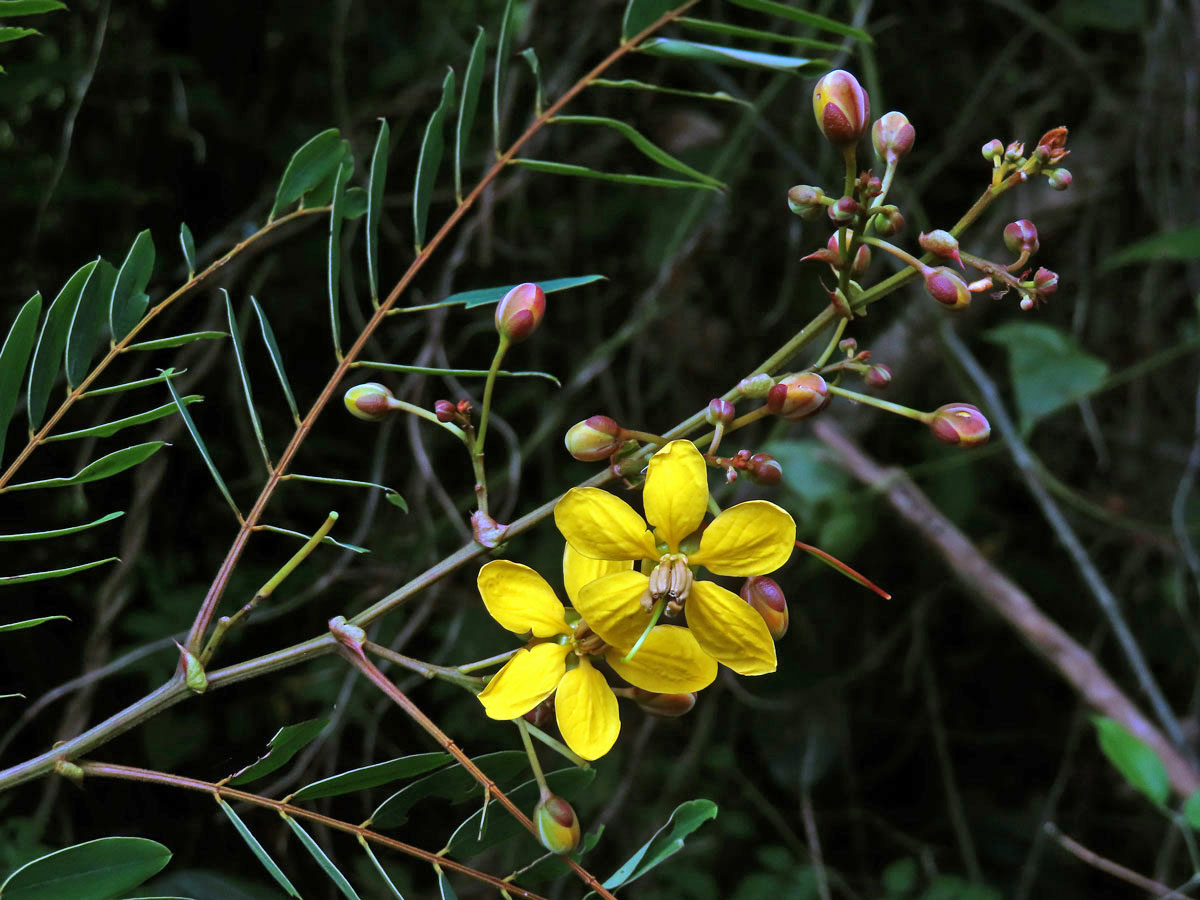 Senna simaea (Lam.) H. S. Irwin & Barneby