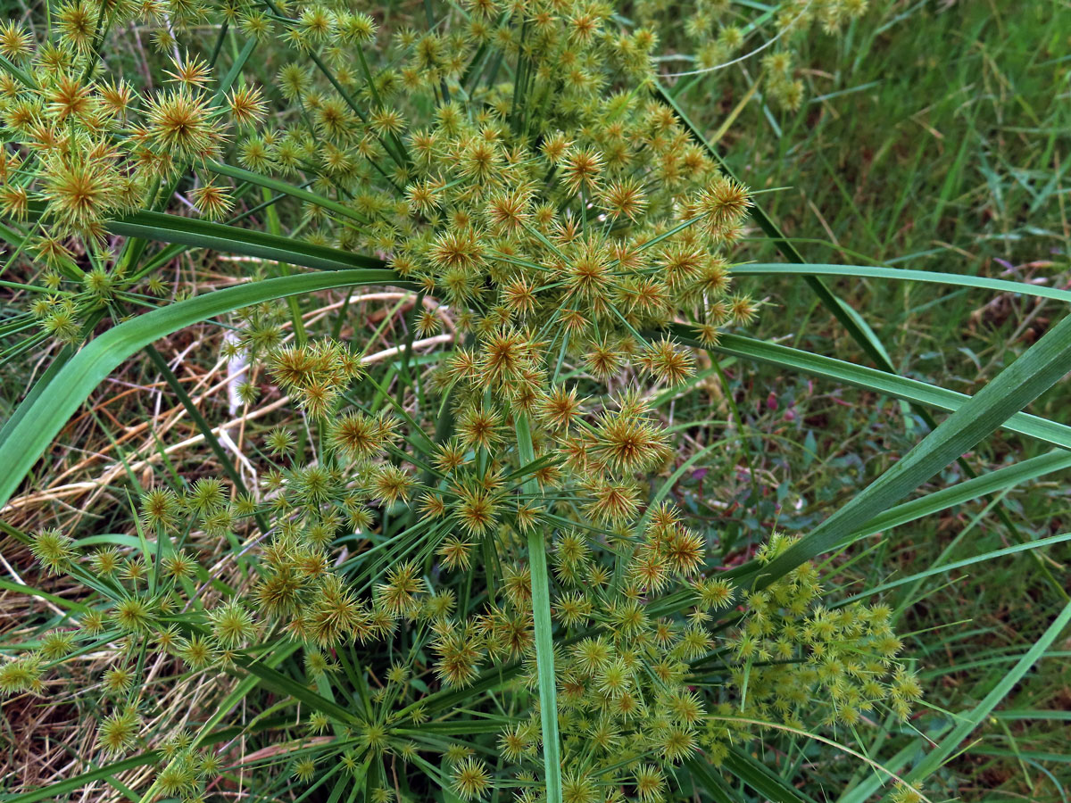 Šáchor (Cyperus strigosus L.)