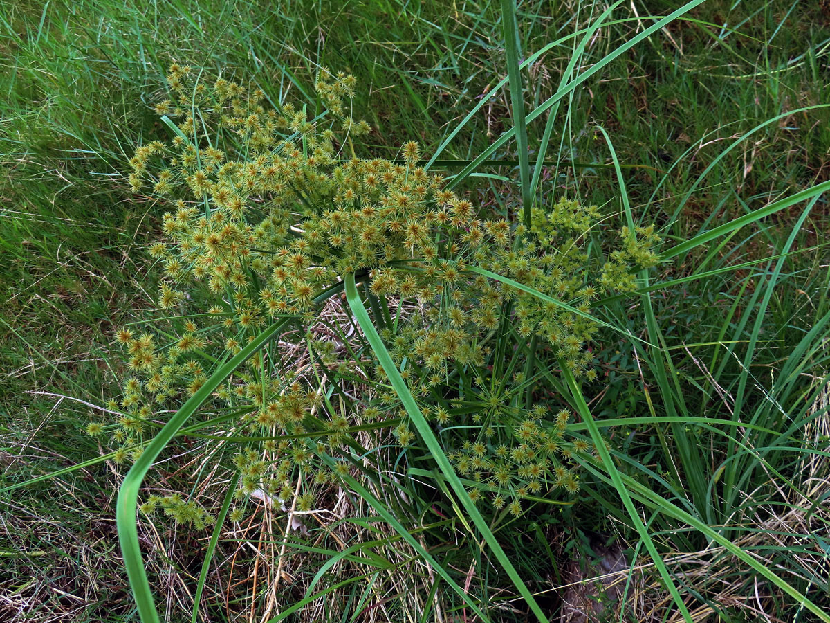 Šáchor (Cyperus strigosus L.)