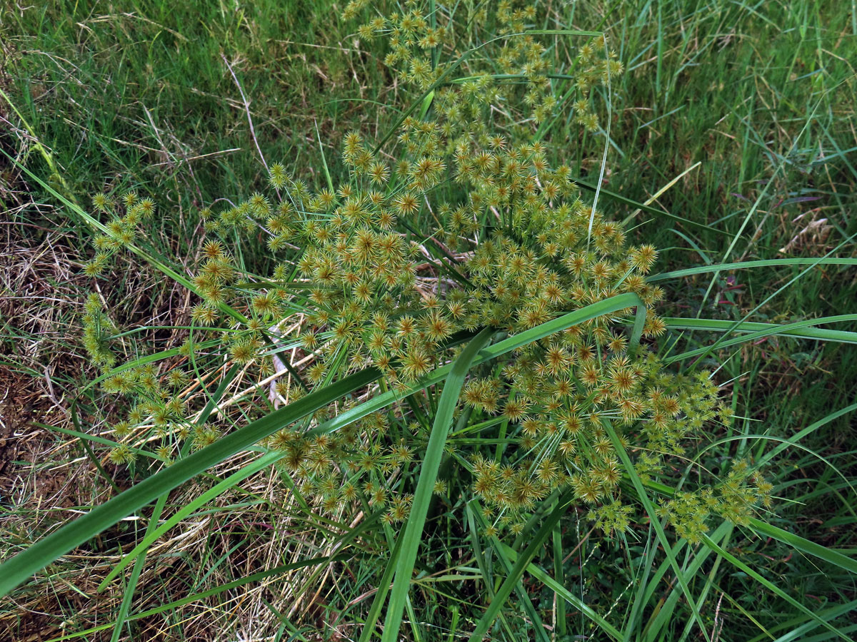 Šáchor (Cyperus strigosus L.)