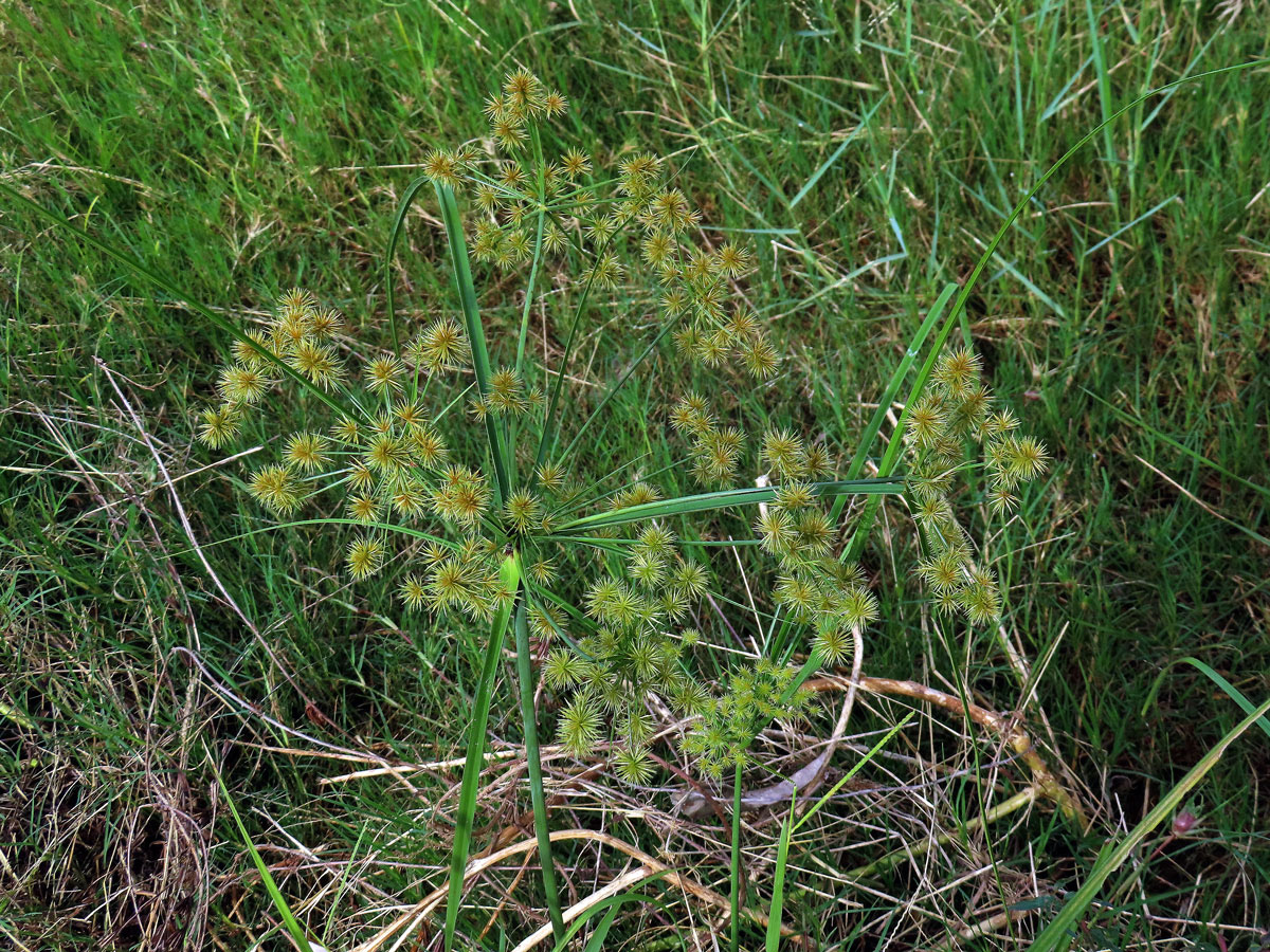 Šáchor (Cyperus strigosus L.)