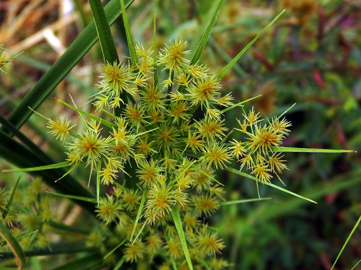 Šáchor (Cyperus strigosus L.)