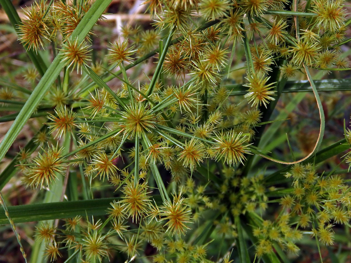 Šáchor (Cyperus strigosus L.)