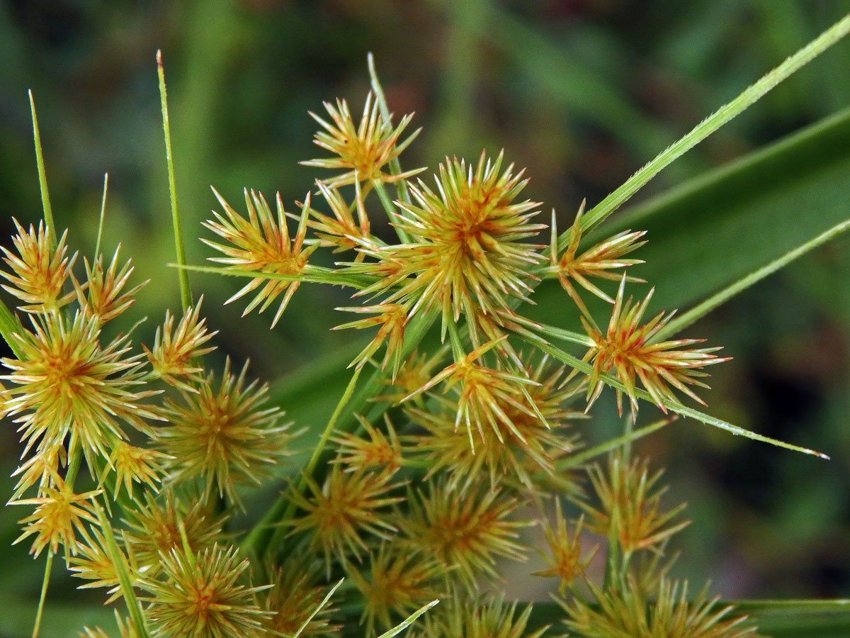 Šáchor (Cyperus strigosus L.)