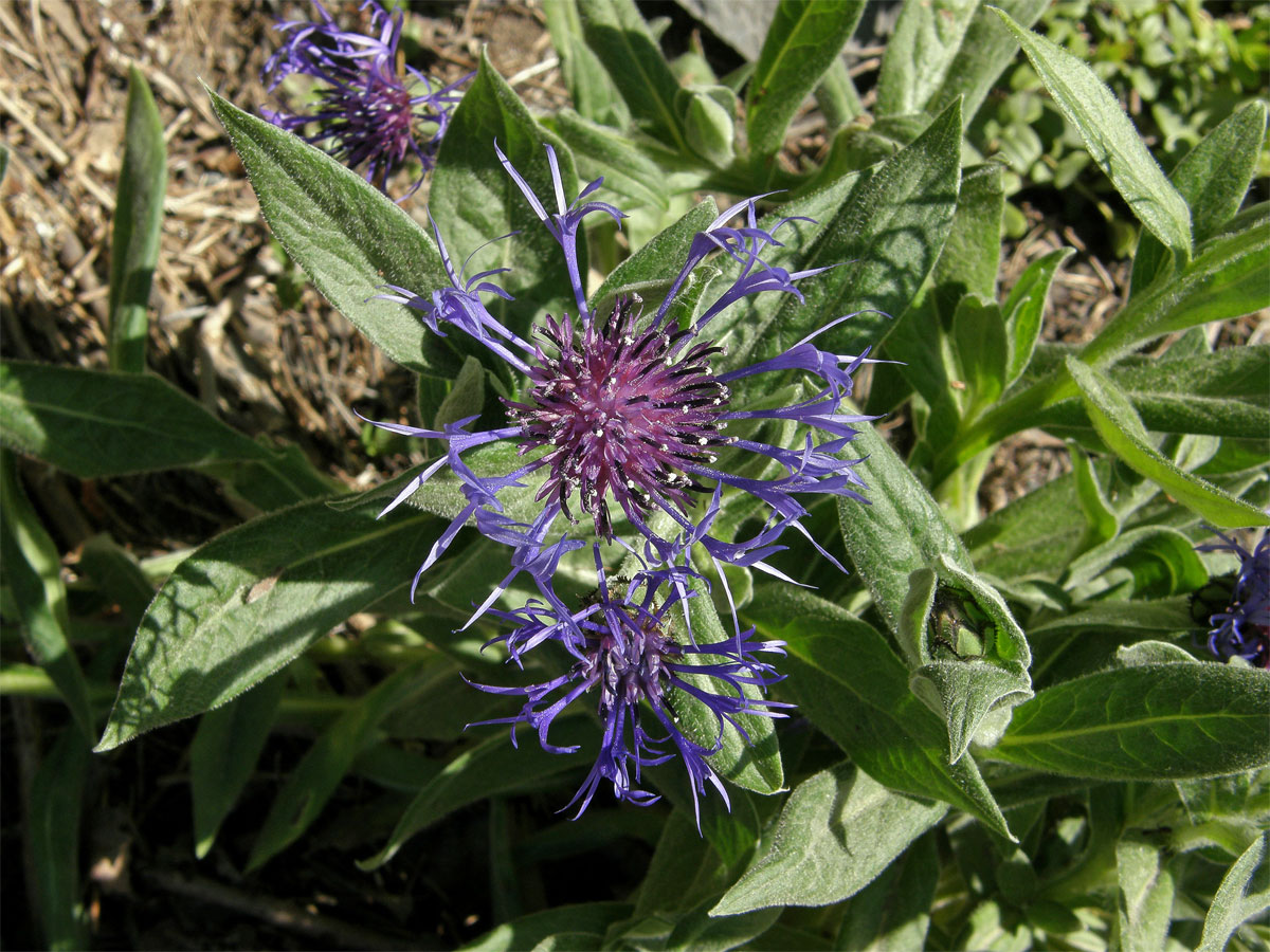 Chrpa horská (Centaurea montana L.)