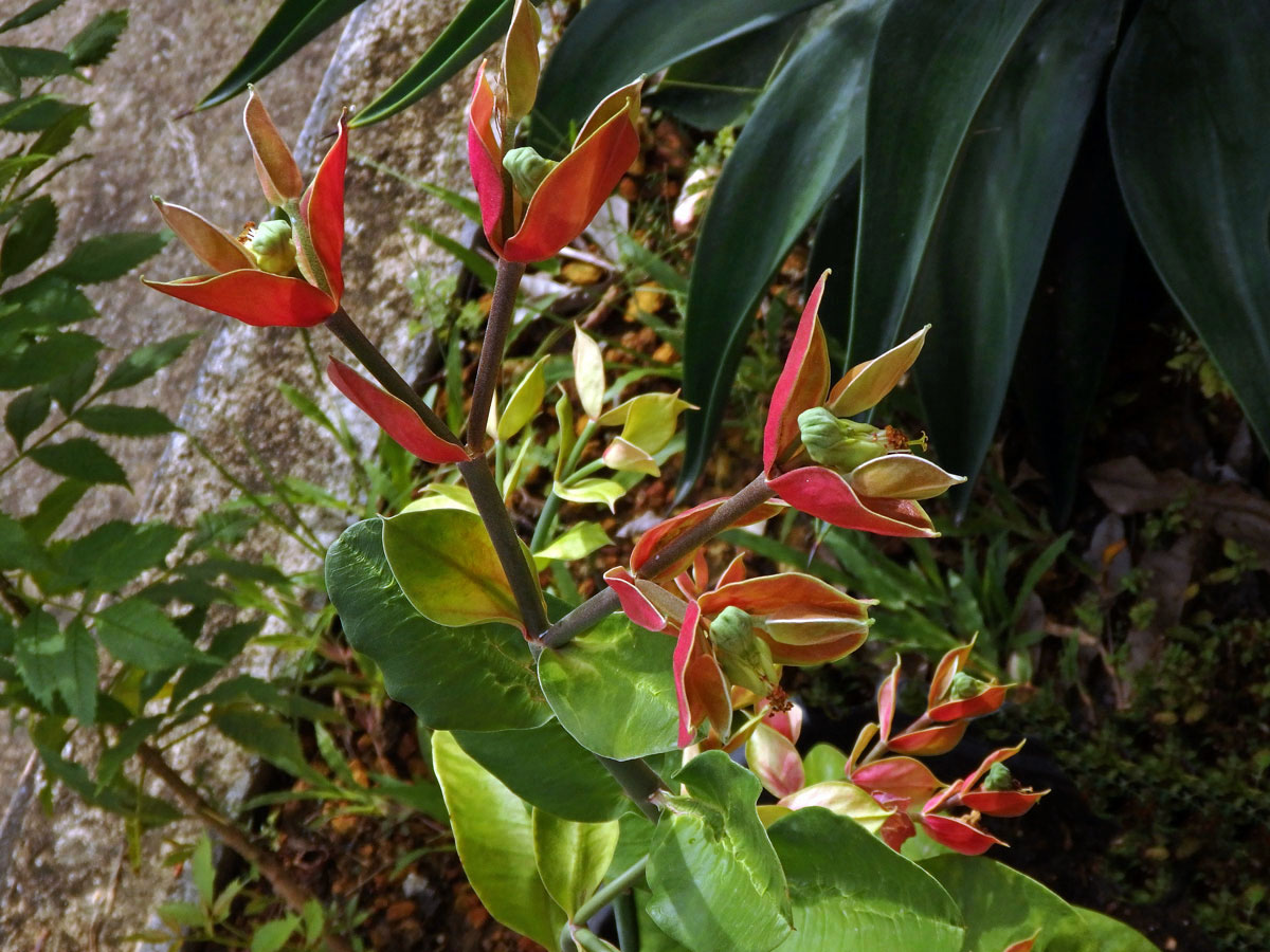 Pryšec (Euphorbia bracteata Jacq.)