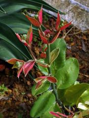 Pryšec (Euphorbia bracteata Jacq.)
