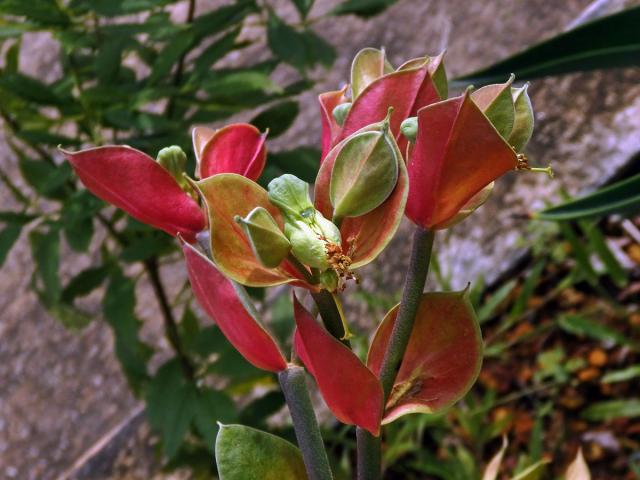 Pryšec (Euphorbia bracteata Jacq.)