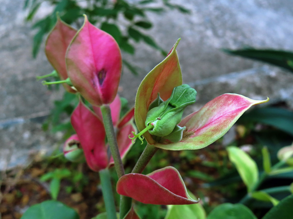 Pryšec (Euphorbia bracteata Jacq.)