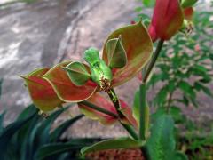 Pryšec (Euphorbia bracteata Jacq.)