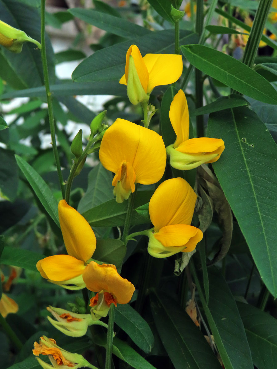 Chřestnatec (Crotolaria juncea L.)