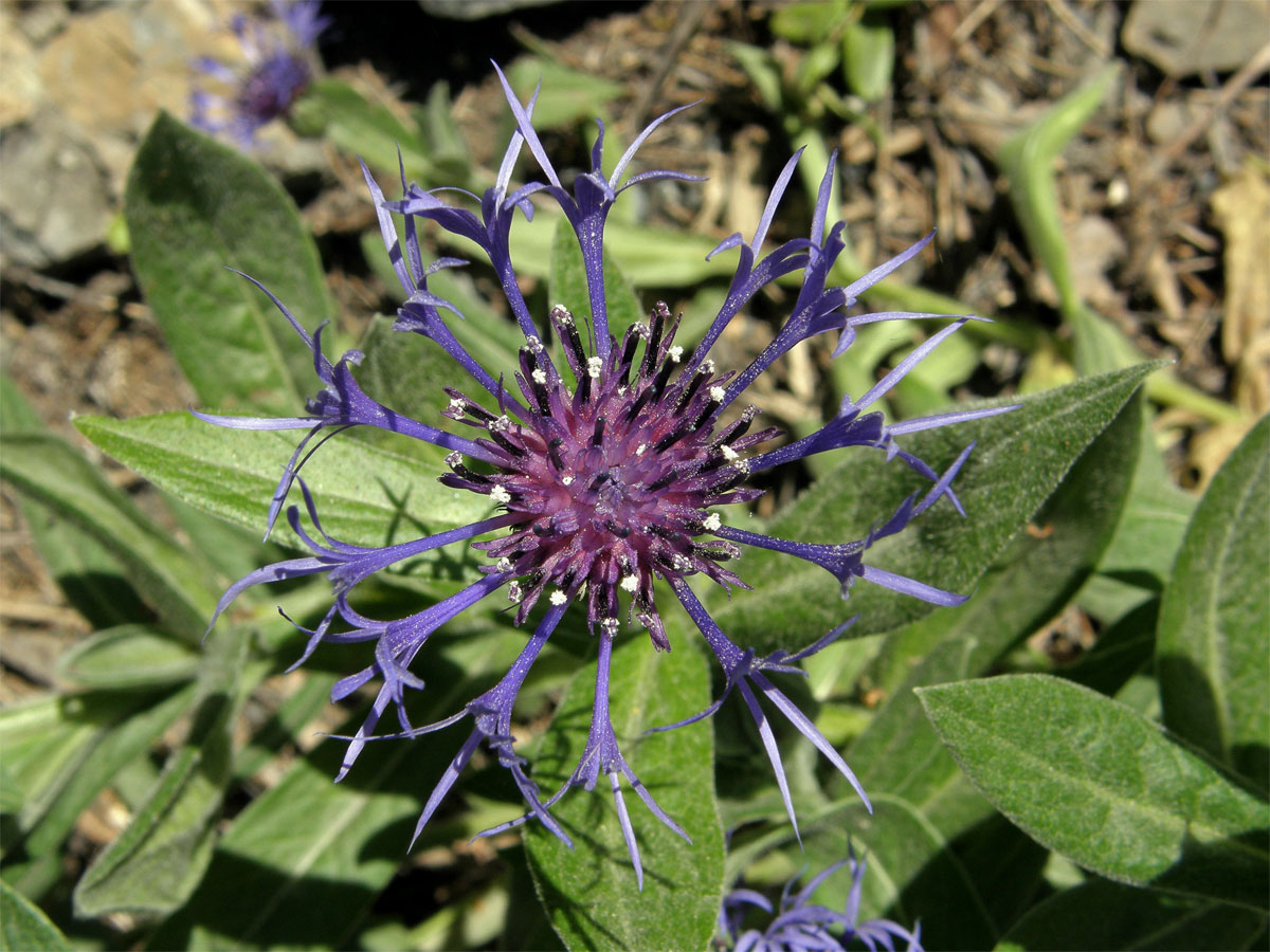 Chrpa horská (Centaurea montana L.)