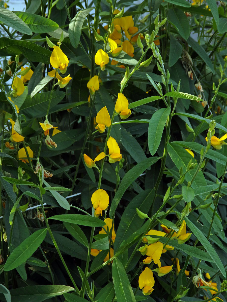 Chřestnatec (Crotolaria juncea L.)