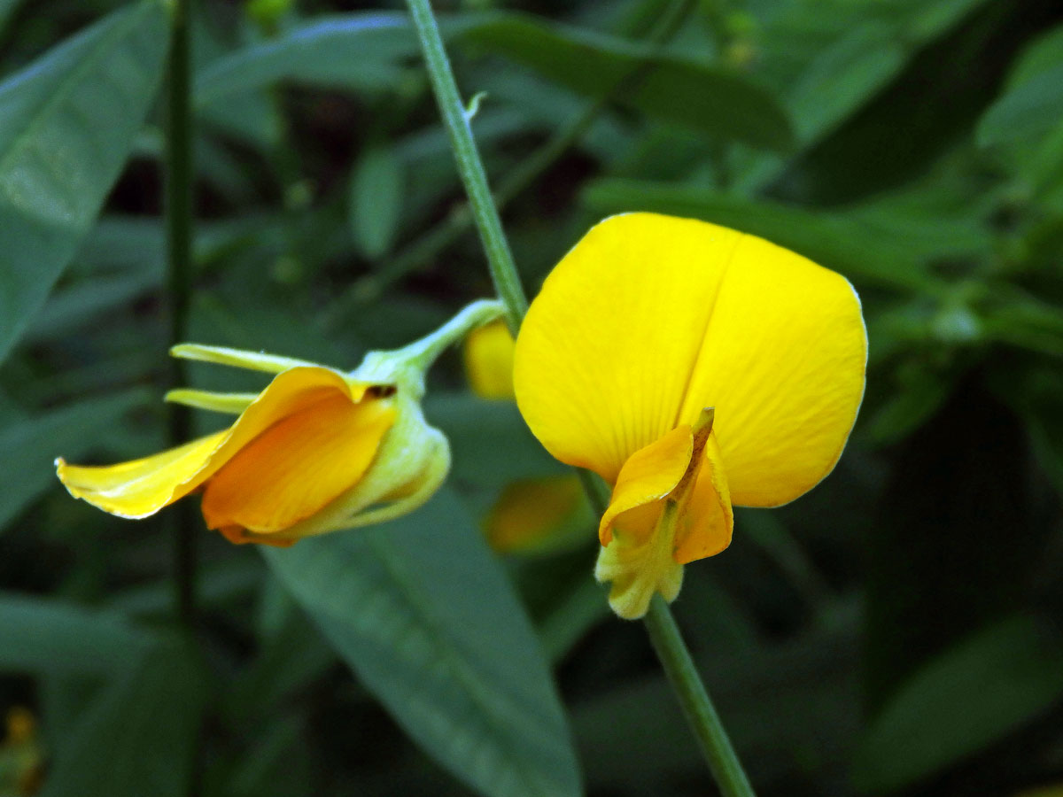 Chřestnatec (Crotolaria juncea L.)