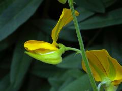 Chřestnatec (Crotolaria juncea L.)