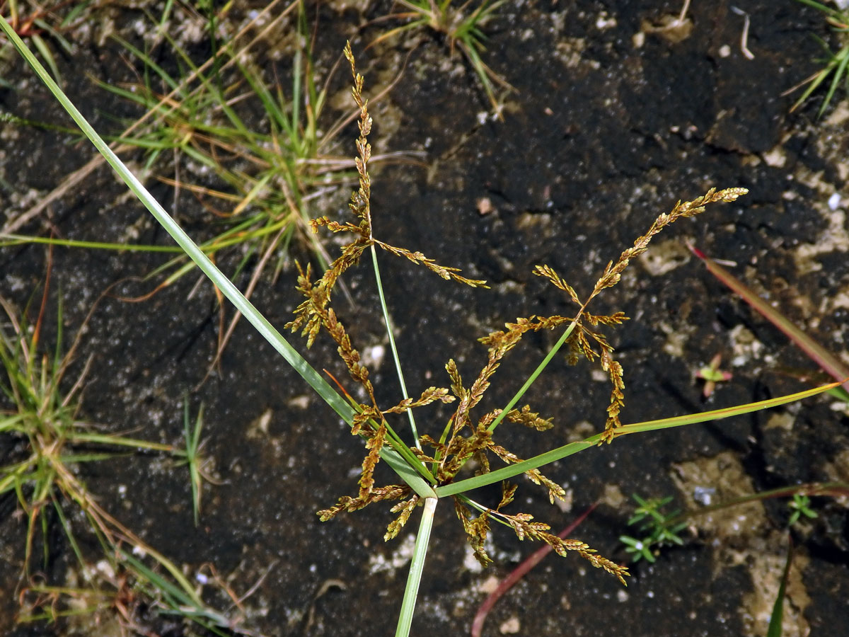 Šáchor (Cyperus iria L.)