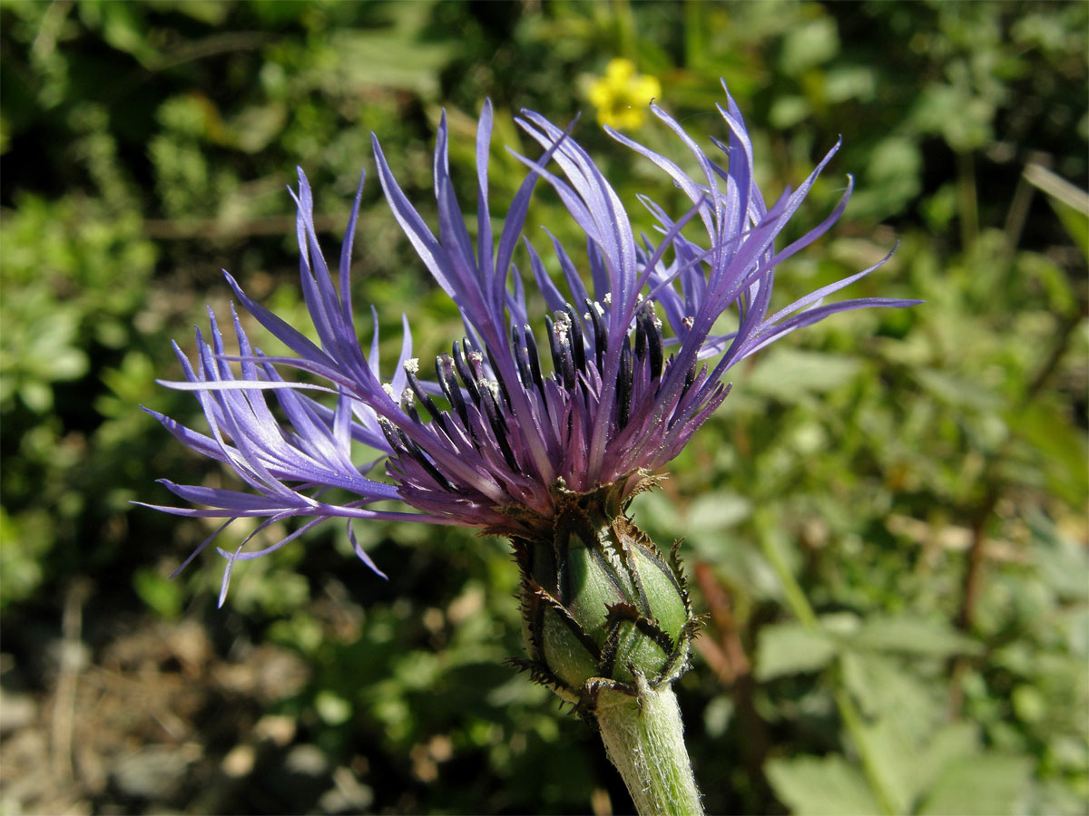 Chrpa horská (Centaurea montana L.)