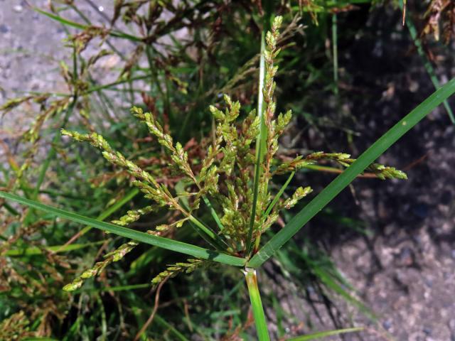 Šáchor (Cyperus iria L.)