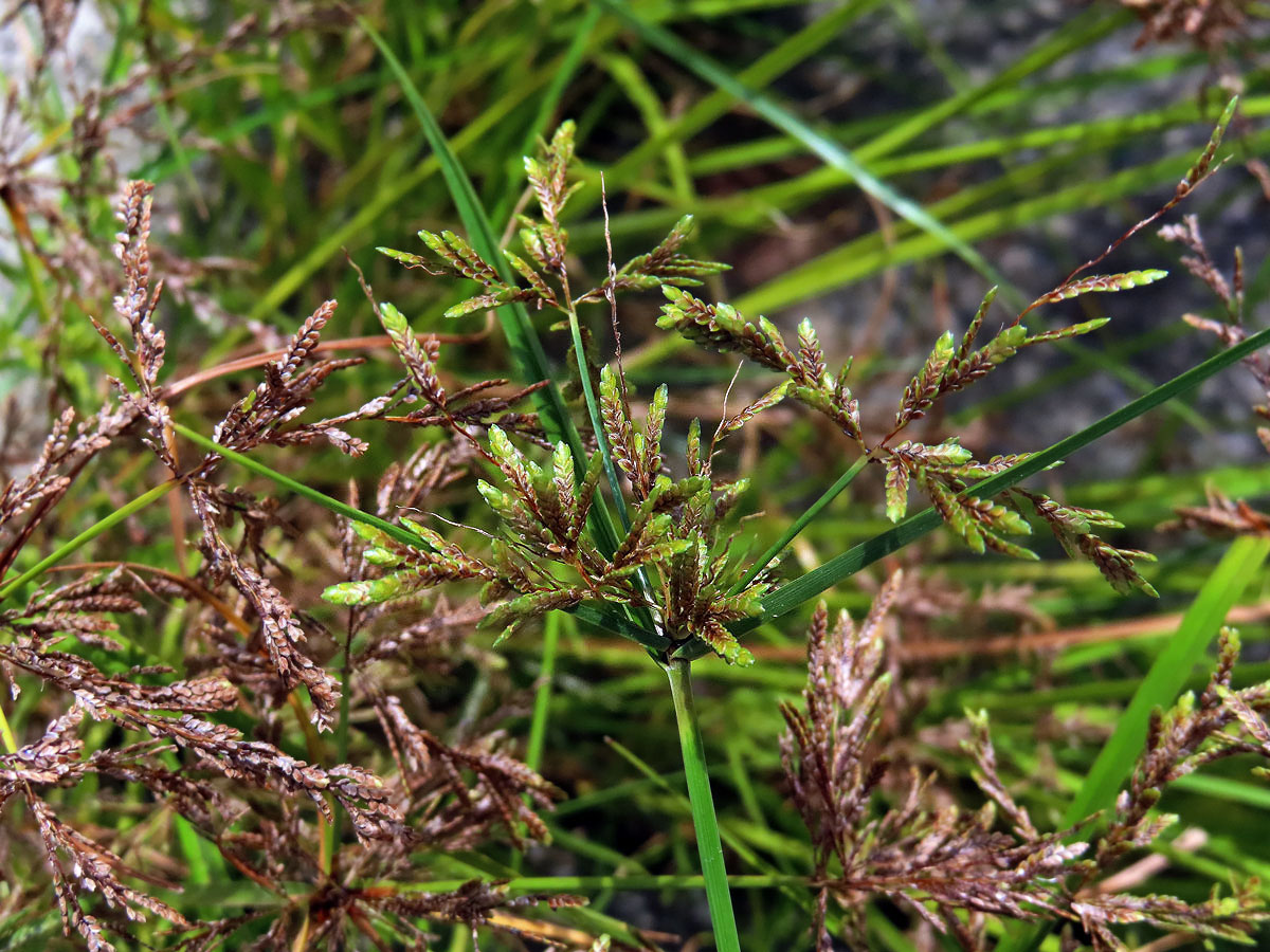 Šáchor (Cyperus iria L.)