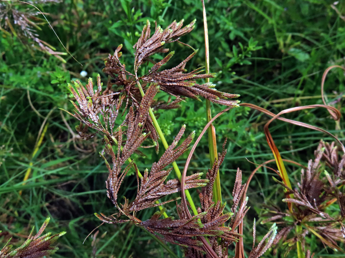 Šáchor (Cyperus iria L.)