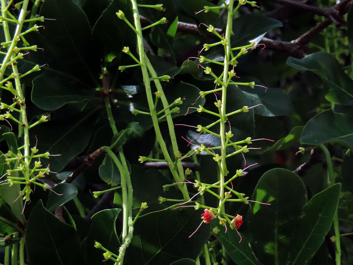 Barringtonia acutangula (L.) Gaertn.