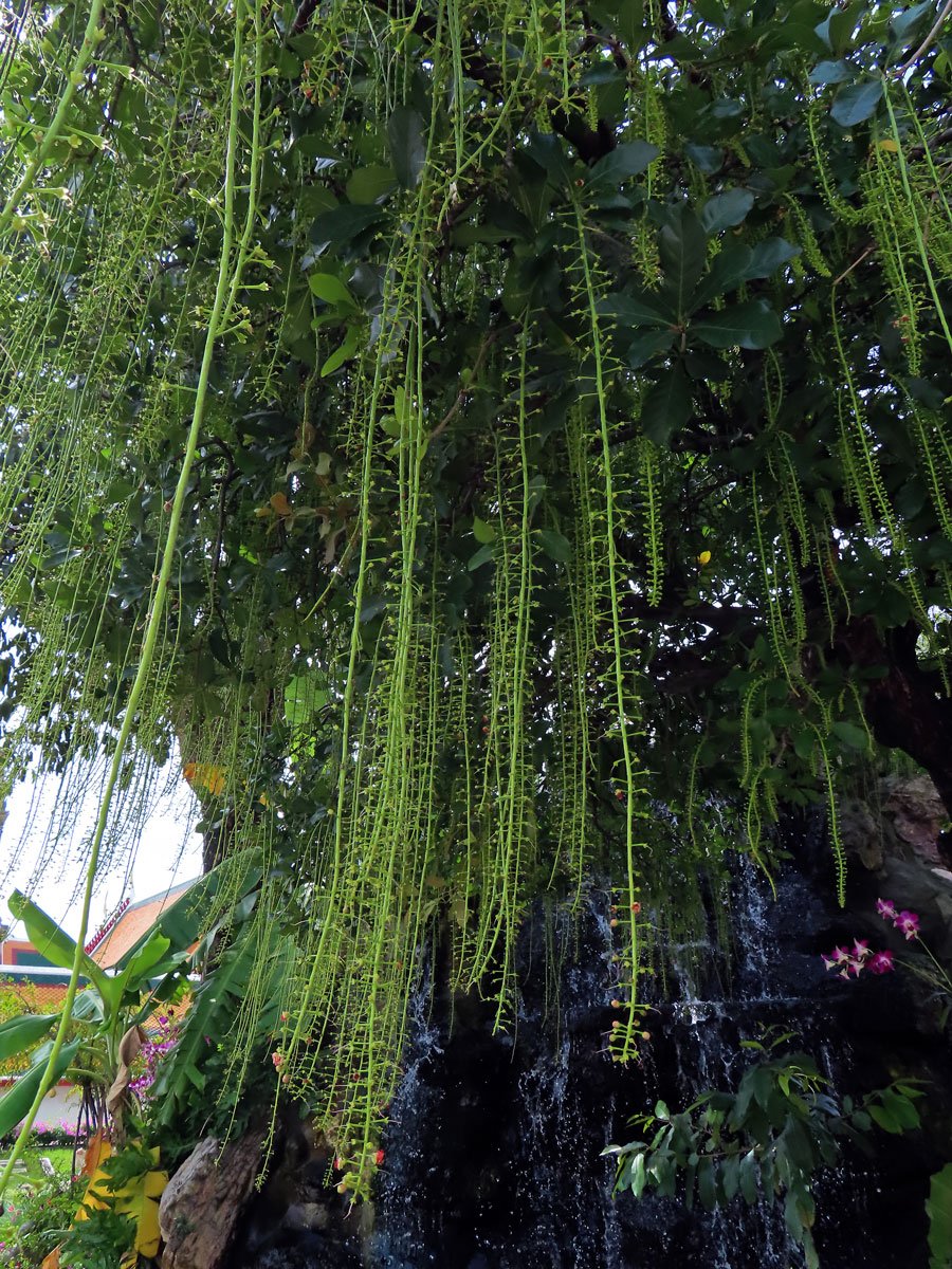 Barringtonia acutangula (L.) Gaertn.