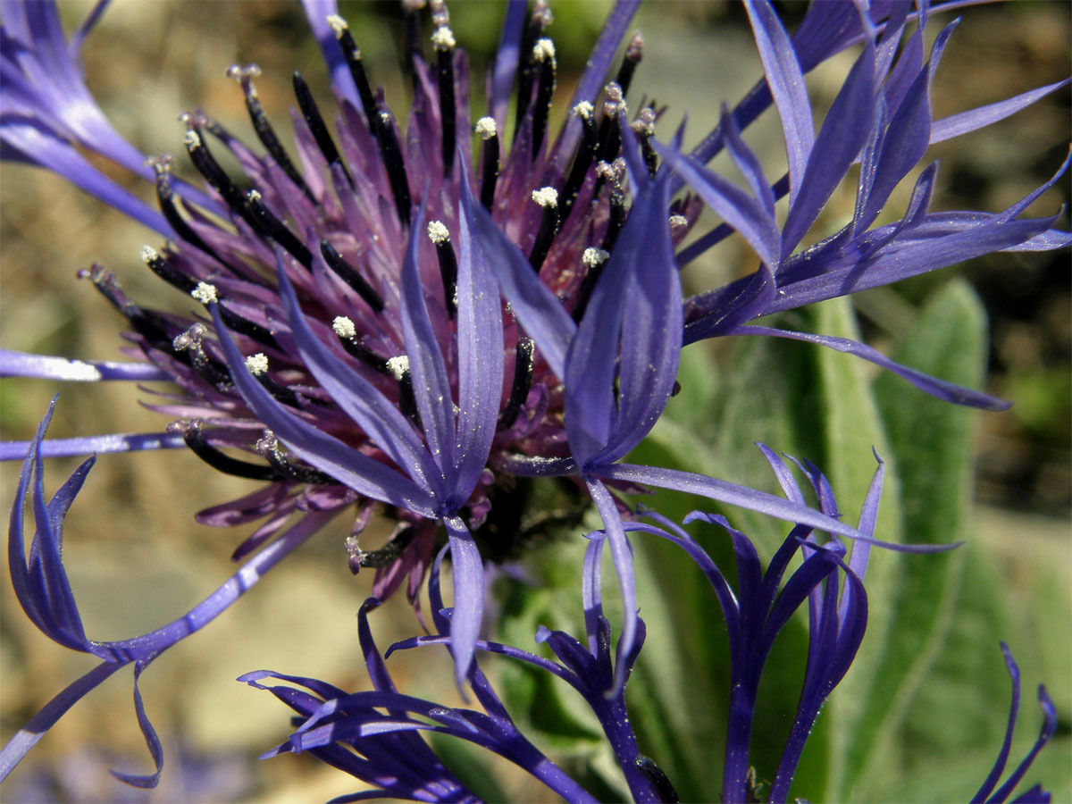 Chrpa horská (Centaurea montana L.)