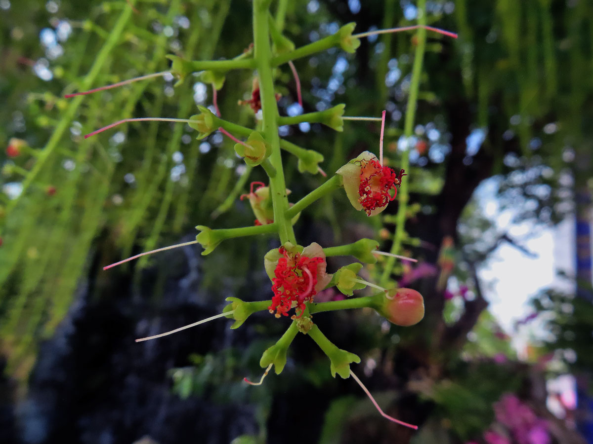 Barringtonia acutangula (L.) Gaertn.