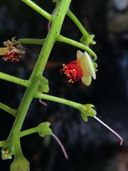 Barringtonia acutangula (L.) Gaertn.