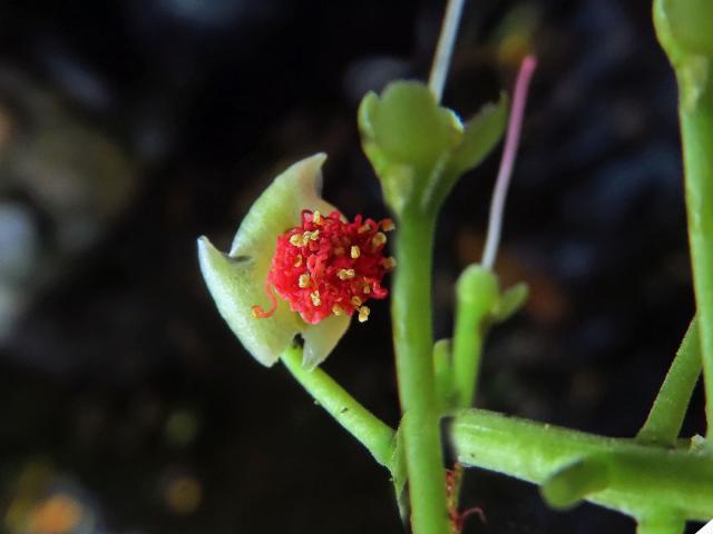 Barringtonia acutangula (L.) Gaertn.