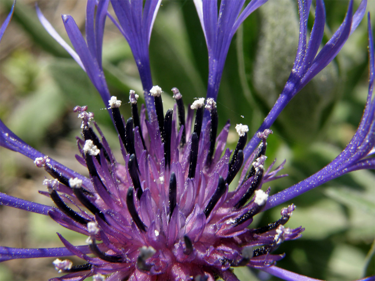 Chrpa horská (Centaurea montana L.)