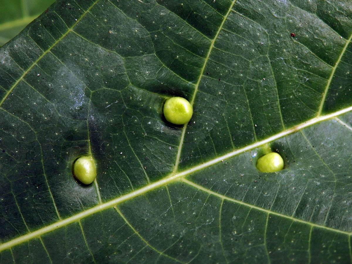 Hálky Trioza vitiensis, hřebíčkovec (Syzigium malaccense (L.) Merr. et L. M. Perry)