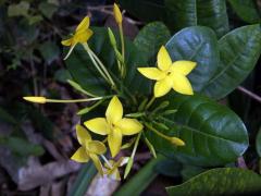 Ixora javanica (Blume) DC., pětičetný květ (14)