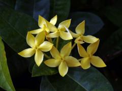 Ixora javanica (Blume) DC., pětičetný květ (15)