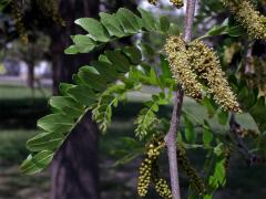 Dřezovec trojtrnný (Gleditsia triacanthos L.)  