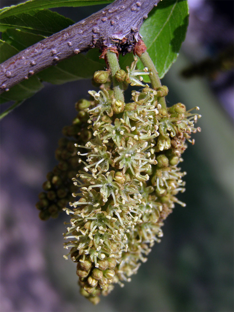 Dřezovec trojtrnný (Gleditsia triacanthos L.)