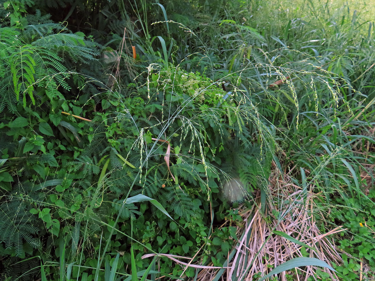 Proso (Panicum bisulcatum Thunb.)