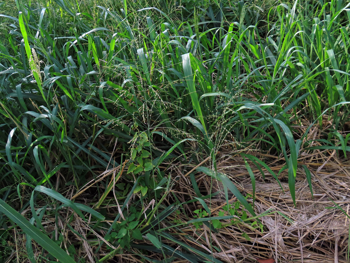 Proso (Panicum bisulcatum Thunb.)