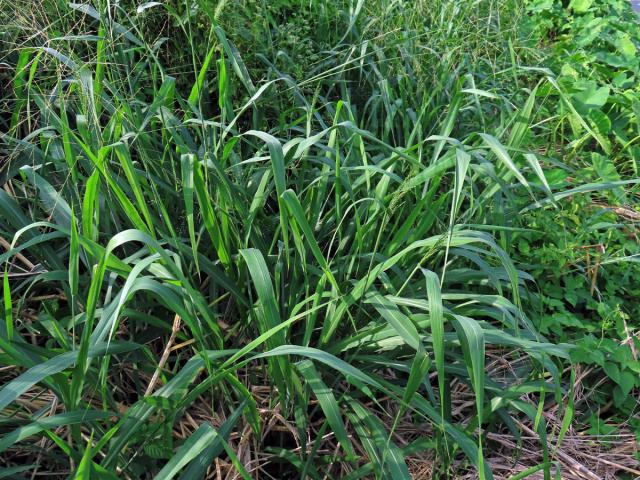 Proso (Panicum bisulcatum Thunb.)